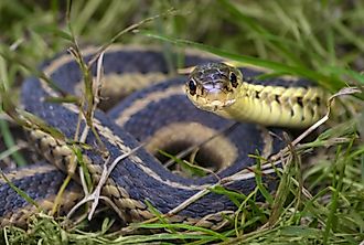 Common garter snake coiled in the grass, facing the camera.