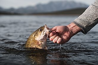 Summer catch of a smallmouth bass. Credit: Gabriel Botha/ Shutterstock.com