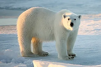 Polar bear