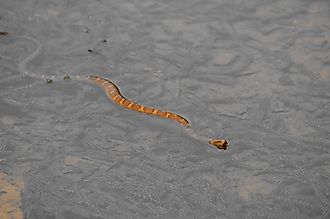 Northern Water Snake swimming in the river, west Virginia