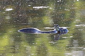 A large venomous water moccasin, one of the species found in Arkansas. 