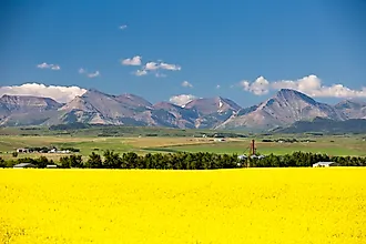 Yellow canola flowers in full bloom in the foothills near Pincher Creek, Alberta.