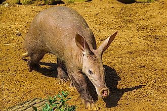 An aardvark (Orycteropus afer)