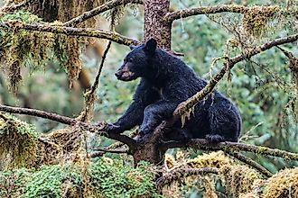 American Black Bear, Ursus americanus, Anan Creek, Tongass National Forest, Alaska. In a tree."n