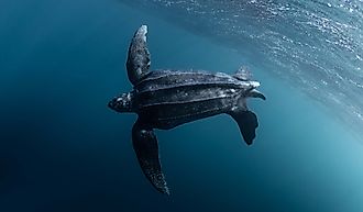 Leatherback sea turtle in ocean.