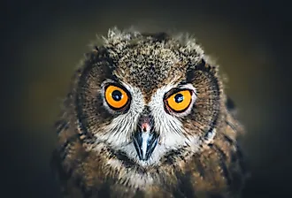 Close up face of a Eurasian Eagle Owl.