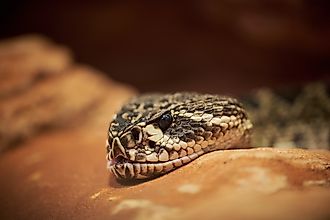 The eastern diamondback rattlesnake. 