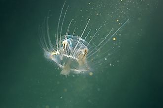 Freshwater jellyfish (Craspedacusta sowerbii)