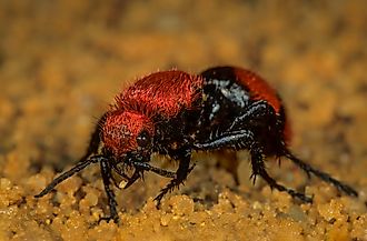A female cow-killer velvet ant (Dasymutilla occidentalis) searching for a bumblebee nest.
