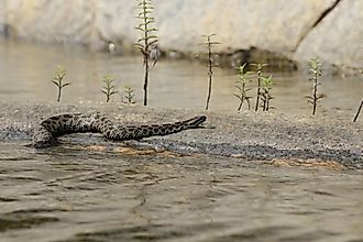 Eastern Massasauga Rattlesnake resting on a rock slab in water.