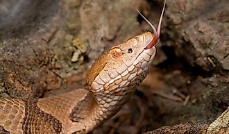 Venomous Copperhead Snake with Forked Tongue