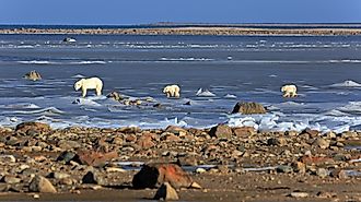 A polar bear family on the ice of the Hudson bay in Canada
