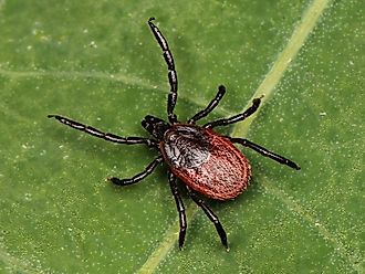 Western black-legged tick (Ixodes pacificus)