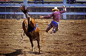 Montana rodeo action rider gets thrown off of horse. Detroit , Michigan. Created 05.11.24 Dennis MacDonald via Shutterstock