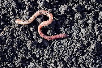 Earthworm moving on the fertile soil.