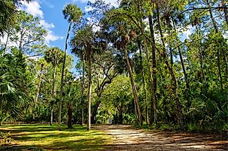 Ocala National Forest, Florida