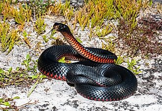 Red Bellied-Black Snake