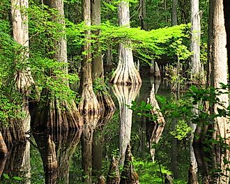 Cypress trees and their reflections along a trail in early summer at First Landing State Park in Virginia Beach, Virginia