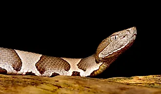 Close-up of a copperhead snake.