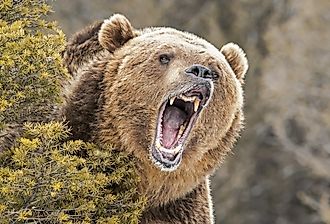 Roaring Grizzly Bear behind bush.