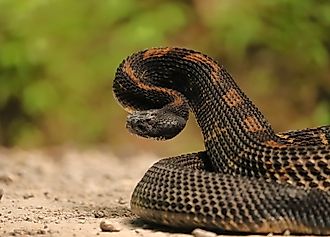 The timber rattlesnake