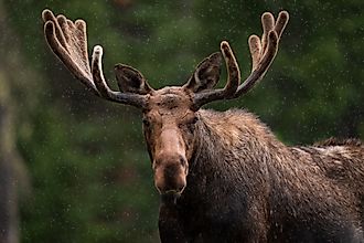 Bull Moose in Northern Colorado
