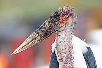 A marabou stork (Leptoptilos crumenifer)