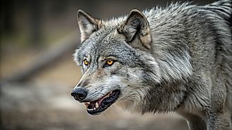 A close up shot of a Gray Wolf (Canis lupus). Credit: Arshad's View / Shutterstock