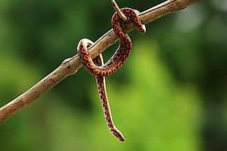 A rainbow boa on a branch.