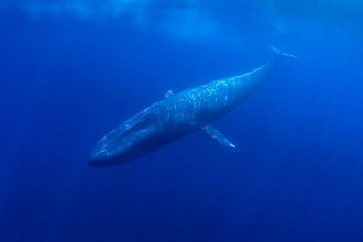 Blue Whale underwater. 