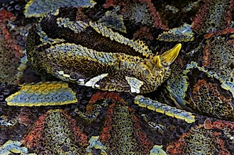 A rhinoceros viper (Bitis nasicornis)
