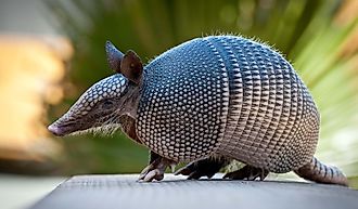 Nine banded Armadillo.