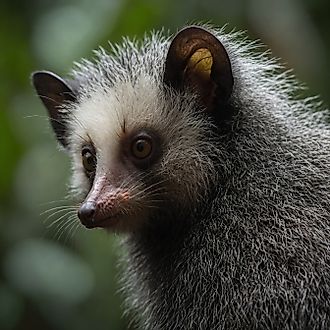 Close-up of an aye-aye.