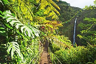 The beautiful natural world of the Akaka Falls State Park, Hawaii.