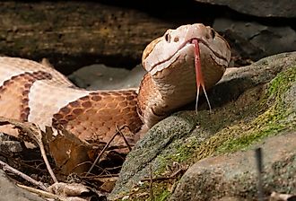 Close up of a Southern Copperhead.