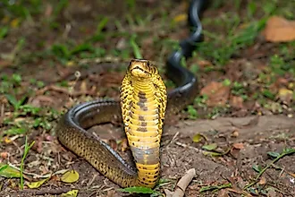 A brown forest cobra (Naja subfulva)