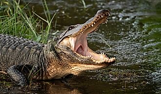 Wild American alligator with its mouth open