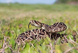 Eastern Diamondback Rattlesnake in the grass. 