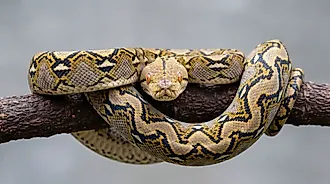 Reticulated python (Credit: JLugonStudio via Shutterstock)