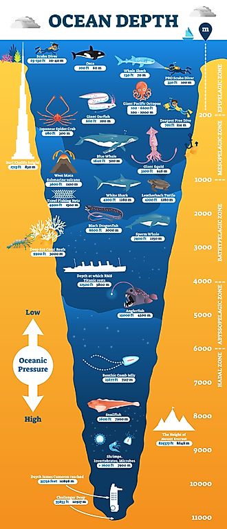 Ocean depth underwater wildlife infographic. 