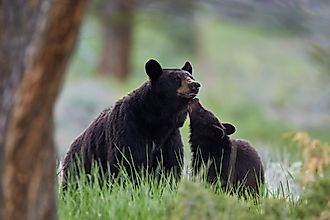 Black bear (ursus americanus), sow and yearling cub, yellowstone national park, wyoming
