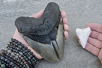 Megalodon Shark Pathological Double Tooth and Modern Great White Shark Tooth on the beach in the US