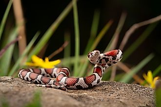 Red milk snake poised on a rock.