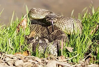 Northern Pacific Rattlesnake in defensive position. Santa Clara County, California
