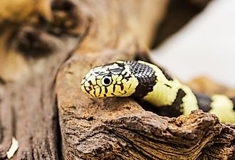 California Kingsnake (Lampropeltis getulus californiae).