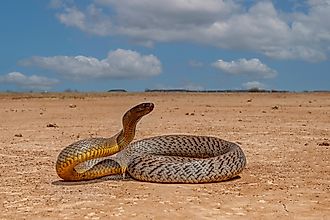 Highly venomous Australian Inland Taipan in natural Western Queensland outback habitat. 