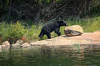 Black bear on a rock. 
