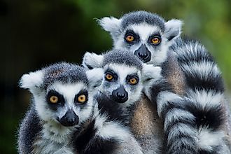Madagascar is famous for its many lemur species. Image credit: Andrea Izzotti / Shutterstock