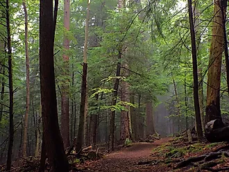 Old Growth at Cook Forest State Park, Pennsylvania.