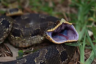 Eastern Hognose Snake (Heterodon platirhinos) gaping.